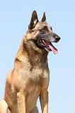 MALINOIS 724